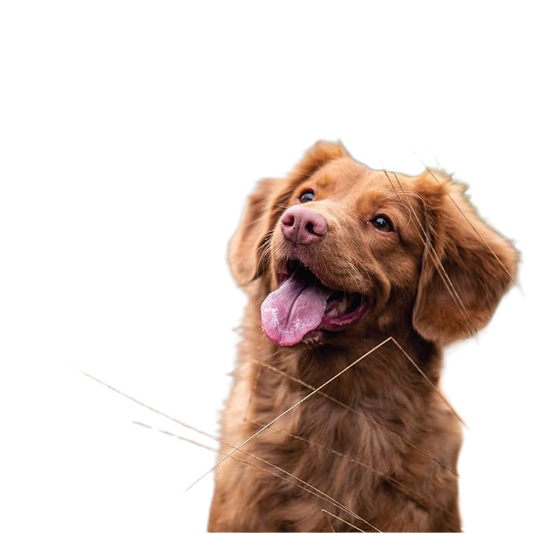 IAMS Proactive Health Minichunks Chicken and Whole Grain Recipe
