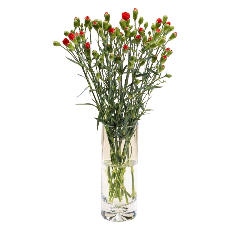 Morrisons Spray Carnation Flowers Bouquet, 1pcs