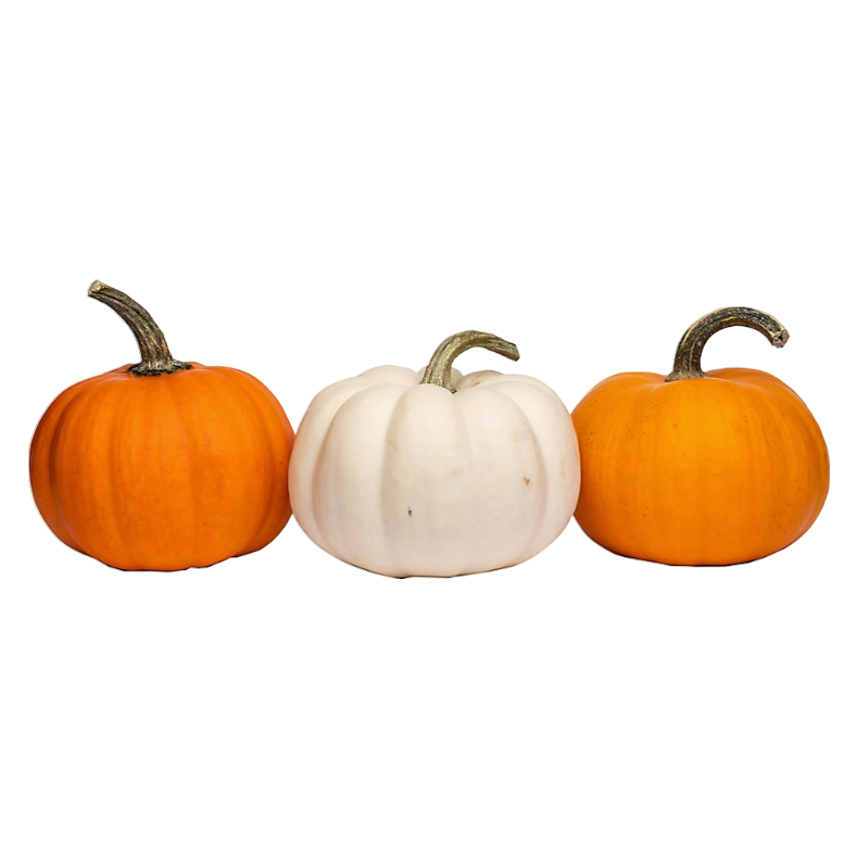 Mini Pumpkin (Orange or White) - 1ct