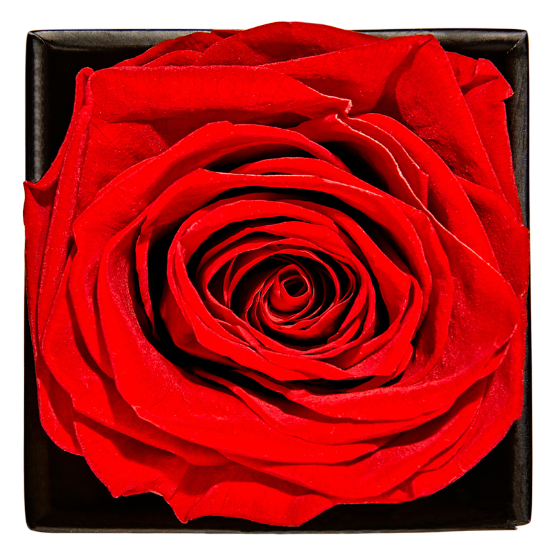 Goddess of Love Preserved Rose 1ct