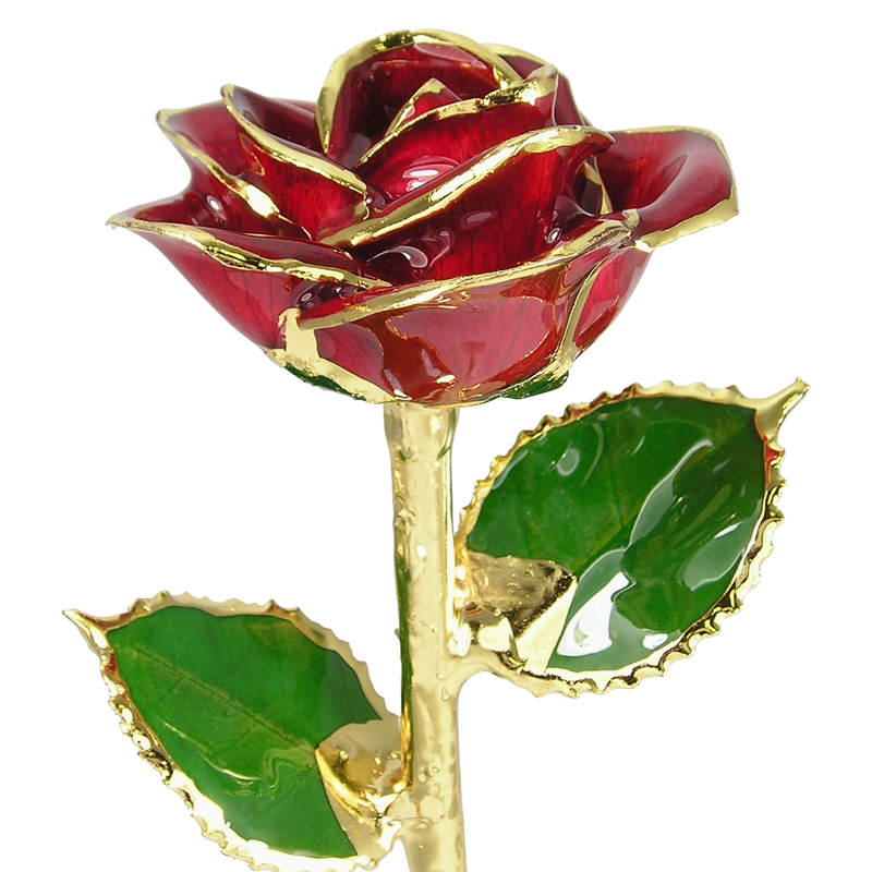 Gold Trimmed Rose