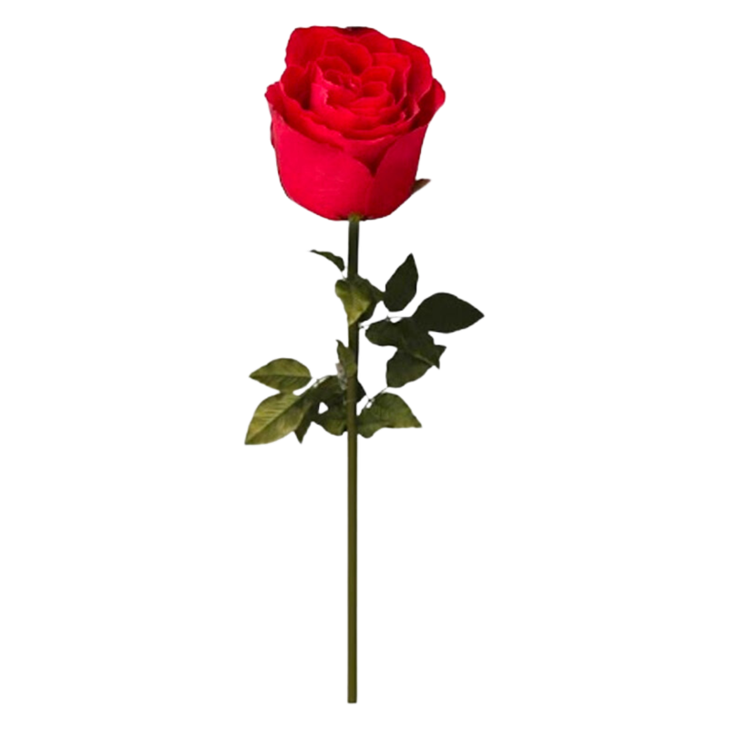 Morrisons Romantic Rose, 1pcs