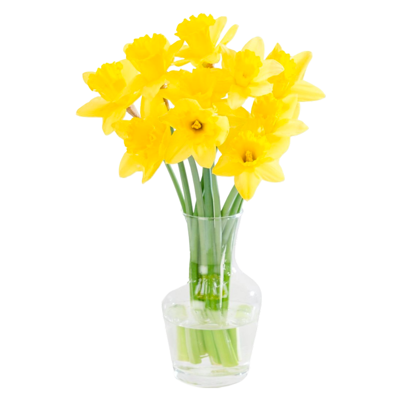 Morrisons Daffodils, 1pcs