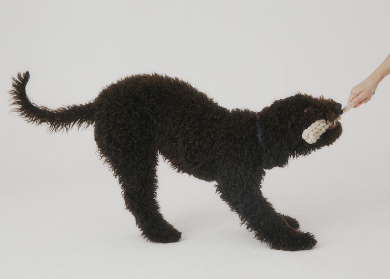 Dog Toys & Supplies.