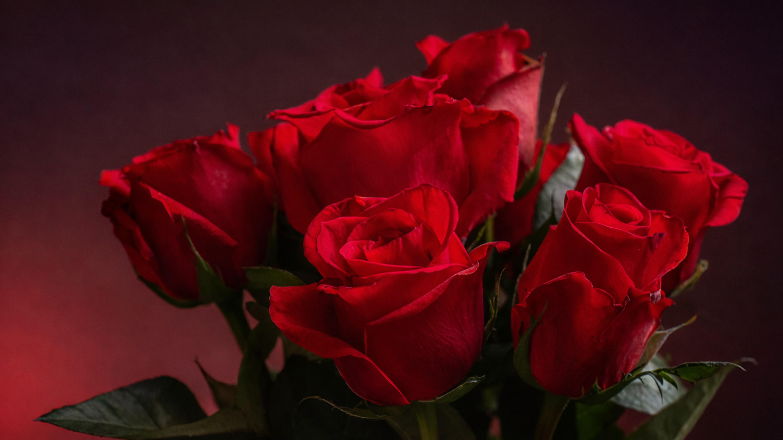 Blooming bouquet of roses