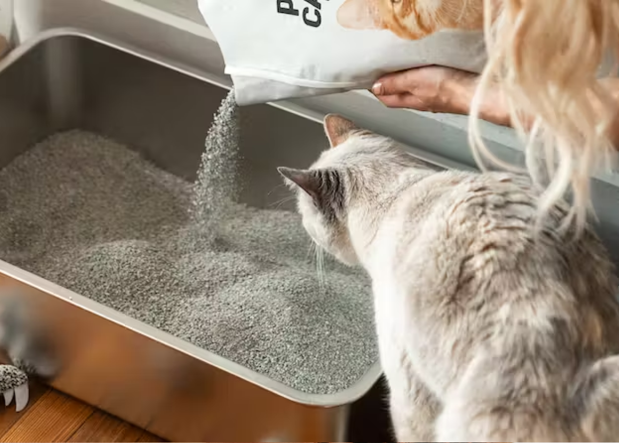 Cat Litter & Supplies.
