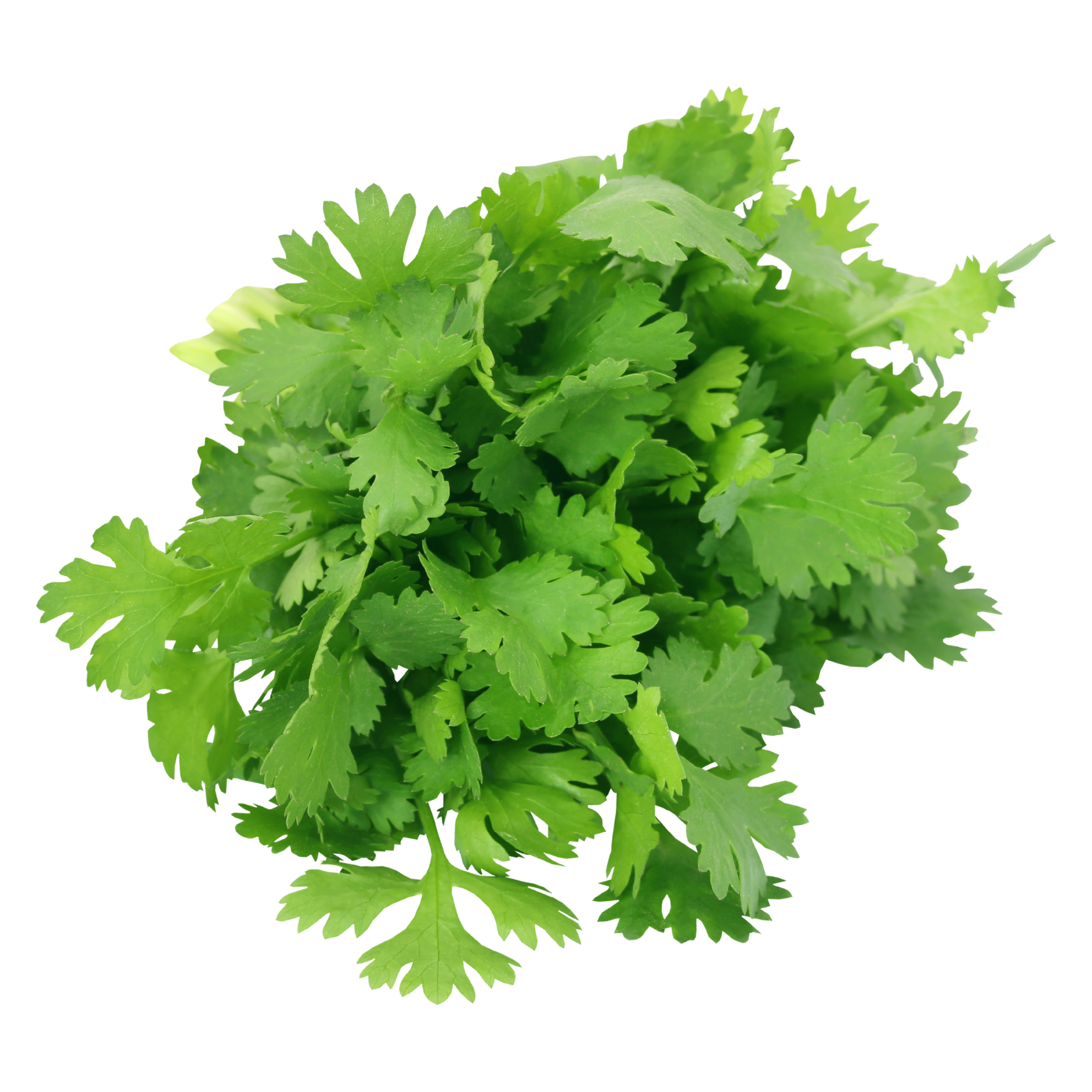 Wholegood Coriander, 30g